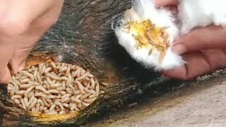 How To Remove Maggot from Dog How To Save Animals Life [upl. by Laven]