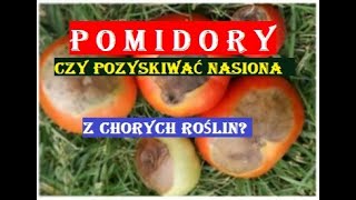 POMIDORY  CZY POZYSKIWAĆ NASIONA Z CHORYCH ROŚLIN [upl. by Odnomra]