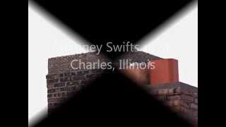 Chimney Swifts of St Charles Illinois [upl. by Darwen]