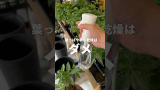 植物が元気に育つおすすめアイテム植物 植物のある暮らし 植物大好き 観葉植物 育て方 [upl. by Giannini]