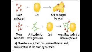 antitoxin mechanism [upl. by Atikin]