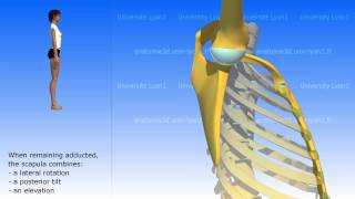 The movements of the scapula [upl. by Upali]