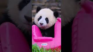 今日份可爱小熊猫🐼🐼🐼 大熊猫 panda cute 国宝大熊猫 animals cuteanimals [upl. by Cavil]