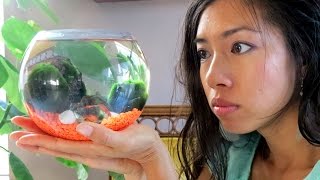 What A REAL MARIMO How to PROPAGATE  Marimo ADOPTION [upl. by Seale956]