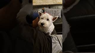 Наш ушастик😆 hund puppy pets doglife doglover westie щенок собака [upl. by Paxton]