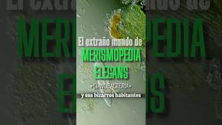 El extraño mundo de Merismopedia elegans Cianobacteria y sus bizarros habitantes [upl. by Loftus267]