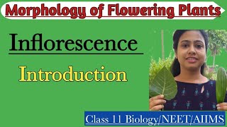 InflorescenceIntroduction Racemose amp Cymose Inflorescence Morphology of Flowering PlantsClass 11 [upl. by Skipp]