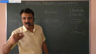 Anaerobic respiration Fermentation  Simplified by Dr P K Agrawal [upl. by Ambros]