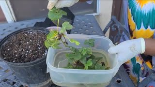 Update Root Strawberry Runners In Water To Make More Strawberry Plants [upl. by Ahtekal]