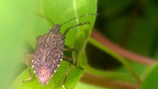 Halyomorpha halys the brown marmorated stink bug [upl. by Nathanil567]