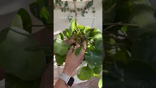 See comments for tips for your pilea 👇🏻 pilea plants plantcare planttips [upl. by Artemis]