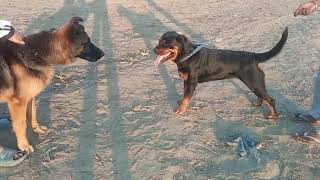 Rottweiler fight with germen Shepherd prank gone wrong 😈😯 germenshepherd shippy rottweiler [upl. by Terina84]