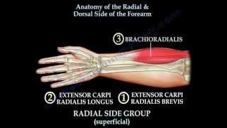 Anatomy Of The Radial amp Dorsal Forearm Part 2  Everything You Need To Know  Dr Nabil Ebraheim [upl. by Adil]