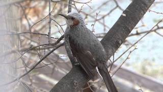 Song of Browneared Bulbul ヒヨドリ（野鳥）春のさえずり？♪ [upl. by Slin]