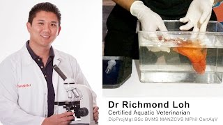 How to treat a floating bloated Goldfish with a swim bladder disorder with Dr Loh Fish veterinarian [upl. by Norrv]