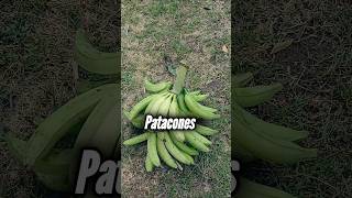 Bananas plantain nature [upl. by Aradnahc212]