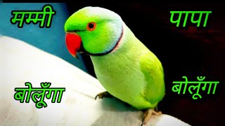 Mummy  PaPa Talking Parrot  Ringneck Parrot Speaking 😂 [upl. by Anelys]