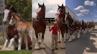 Beautiful Clydesdale horses and foals [upl. by Langston]