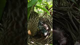 The cuckoo bird didnt get food and angrily pushed the little bird鸟妈妈给小鸟喂食，杜鹃鸟没有得到，生气推小鸟 [upl. by Acenahs]