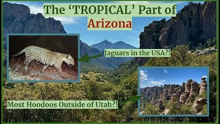 The TROPICAL Part of Arizona [upl. by Amehsat]