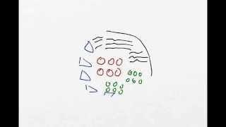 Sarcoplasmic amp Sarcomere Hypertrophy [upl. by Shiverick]