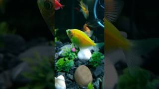 Tetra fish fishingvideo fish aquarium fishtank fishing love aquariumfish [upl. by Ailecra859]