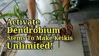 MAKE UNLIMITED KEIKIES  DENDROBIUM ORCHID KEIKIES ACTIVATION TECHNIQUE [upl. by Enilra]