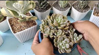 succulent cloe variegated undulata amabile and roman repotting session [upl. by Neenad]