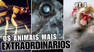 Os ANIMAIS mais EXTRAORDINÃRIOS do MUNDO PT4 [upl. by Niledam]