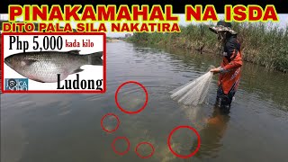 PINILIT NAMING HULIHIN ANG PINAKAMAHAL NA ISDANG LUDONG O PRESIDENT FISH 5K TO 6K PER KILO [upl. by Sura]