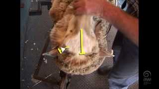 AWI Crutching  Ewes  Light Crutch  Trailer [upl. by Joelynn]