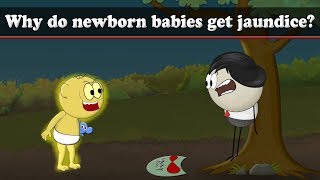 Why do babies get jaundice  aumsum kids science education children [upl. by Thorma]