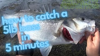 How to catch a 5lb bass in 5 minutes [upl. by Aittam]