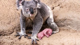 How Koala Gives Birth To Twin Cute Babies [upl. by Alvin]