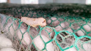 How Its Made quotSILKquot  Harvesting Silk From Silkworm  Costliest Silk Worm Cocoon Farming In India [upl. by Attekahs]