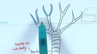 TRACHEAL SYSTEM OF INSECT [upl. by Engdahl]