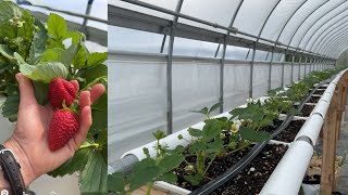 Hydroponic Strawberry Nutrient Dosing System Upgrade [upl. by Sudderth]