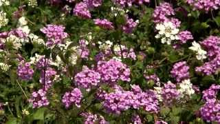 Bandana lantanas are tough compact Super Plants [upl. by Mcarthur]