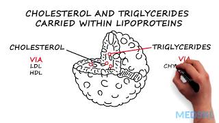 Dyslipidemia What to know about Cholesterol and Triglycerides levels [upl. by Layod87]