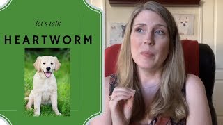 How Do Dogs Get Heartworms How To Prevent and Treat Heartworms Does MY Dog Have Heartworms [upl. by Autry]