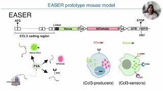 Dual fluorescence reporter mice for Ccl3 transcription translation and intercellular communication [upl. by Arihk]