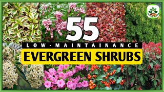 55 LOWMAINTAINANCE EVERGREEN SHRUBS  Evergreen Shrubs  Plant and Planting [upl. by Anoid]