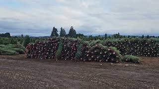 Christmas tree farm [upl. by Synn]