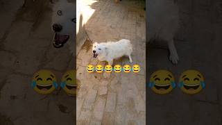 funny dog 🤣😂funnydog shorts [upl. by Otrebliw]