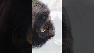 Unbelievable Facts About Musk Oxen You Probably Didnt Know  Surviving the Arcticquot muskoxanimal [upl. by Ynaffi]