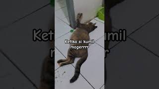 ketika si kumil kucing hamil lagi mager [upl. by Kliment]