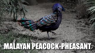 Malayan peacockpheasant [upl. by Angeli293]