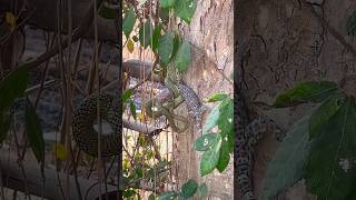 Blue snake bite Tokay Gecko [upl. by Ayaladnot]