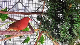 How to set up bird breeding cages for success  Bird cage  Finches [upl. by Lazar]