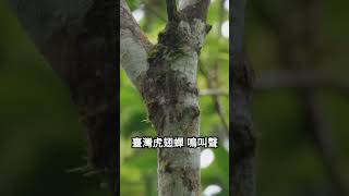 Formocicada taiwanaCicadas in Taiwan 本人是台灣第三個在野外 拍攝到臺灣虎翅蟬 活體照片及影片的人 2024617 [upl. by Sonja]